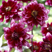 Dahlia Dcoratif 'Darkarin'